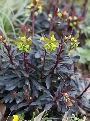 EUPHORBIA amagloydies Purpurea